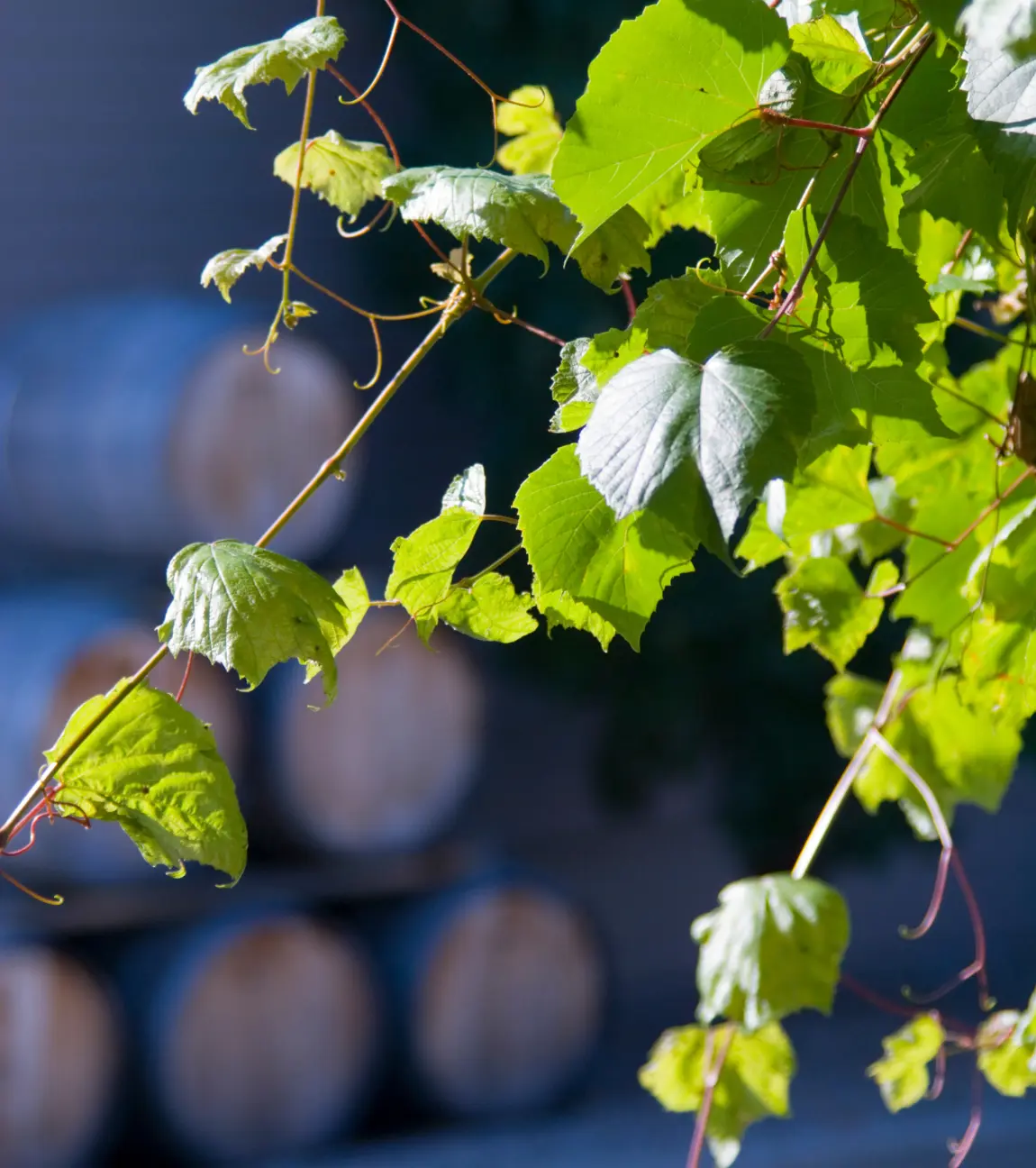 Ambi Winery Tour