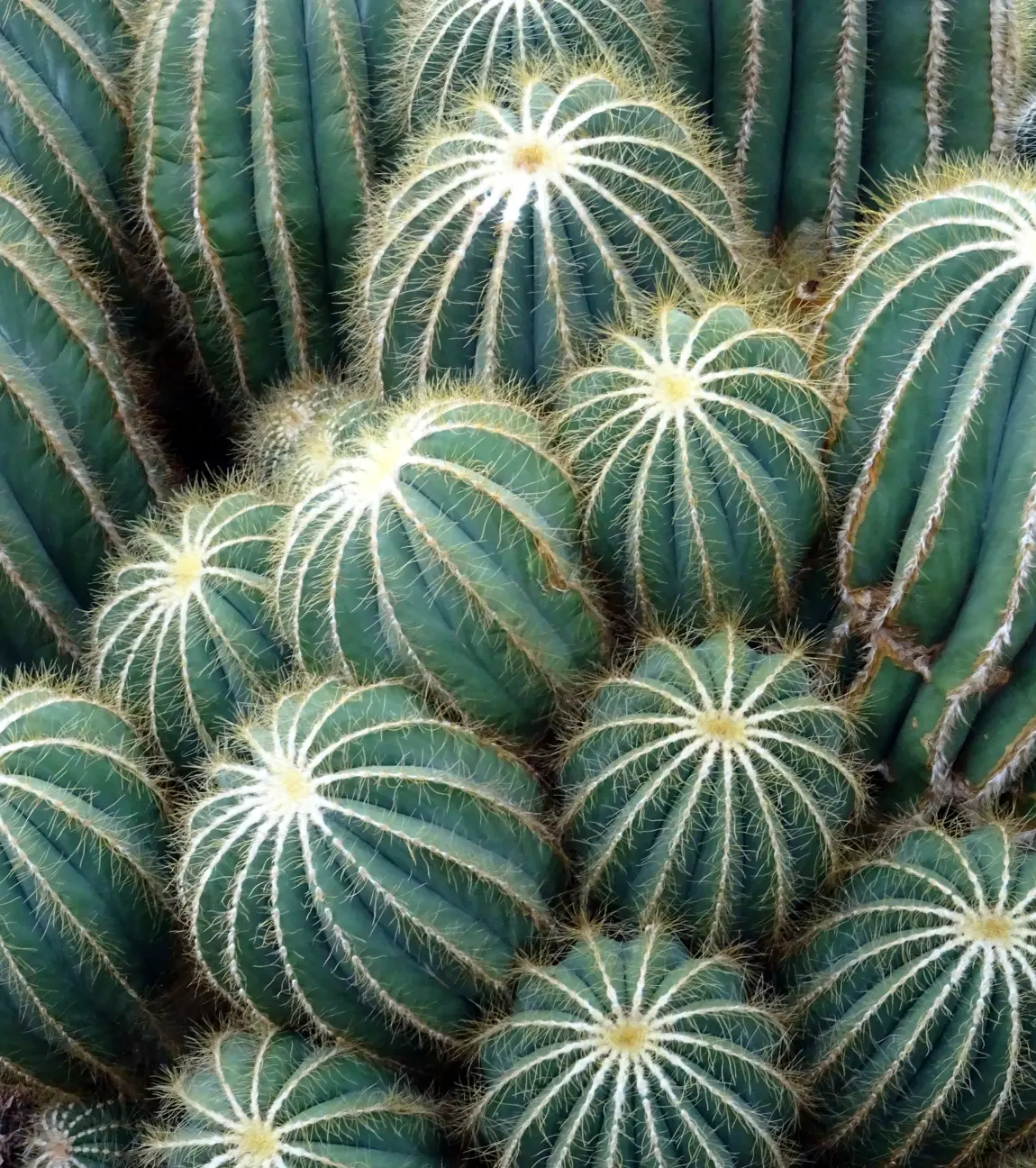 Cactus Garden Visit